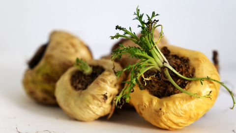 Todo sobre la maca peruana: Qué es, formas más comunes y beneficios